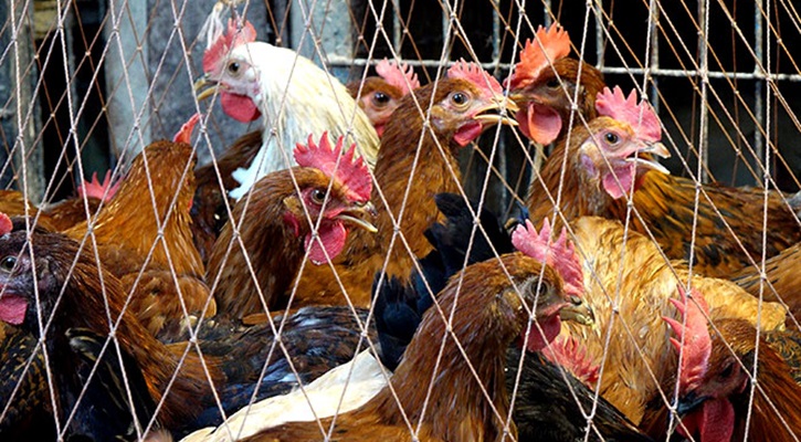 মুরগিতেই খানিক স্বস্তি