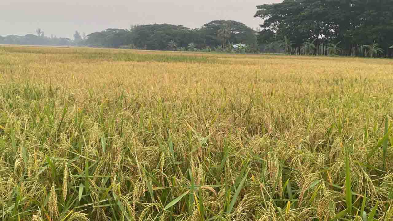 লক্ষ্যমাত্রা ছাড়িয়ে মুন্সীগঞ্জে রোপা আমনের বাম্পার ফলন